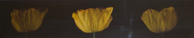 Artist: Jessica Raby | Wales Residency: 2016 Title: Tri Pabi Melyn (three yellow poppy) Medium: Digital print of film stills Dimensions: 41cm x 14cm Price: £80 Framed
